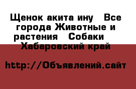 Щенок акита ину - Все города Животные и растения » Собаки   . Хабаровский край